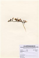 藏品(杉葉蕨藻)的圖片